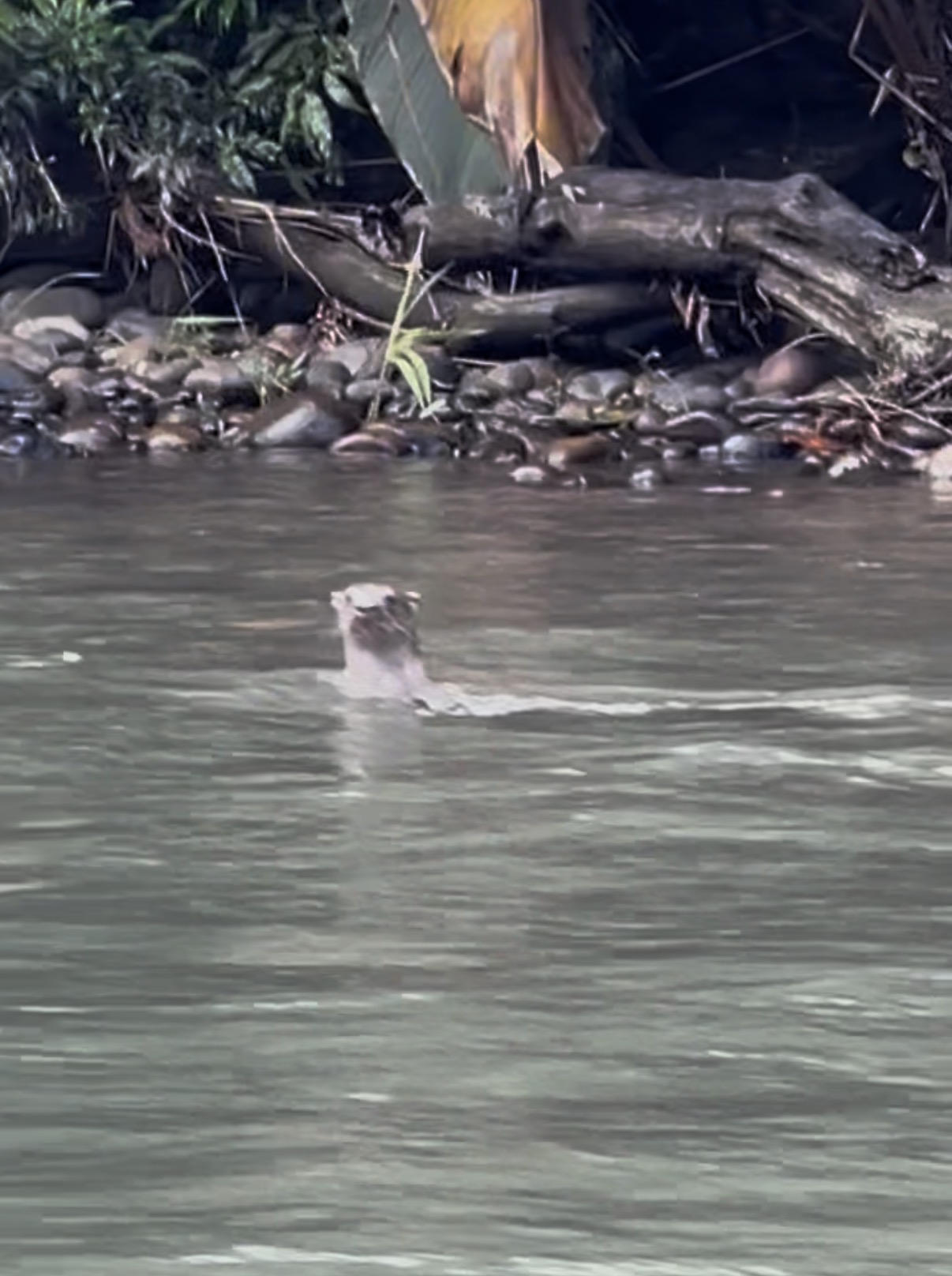 Nutria en el río